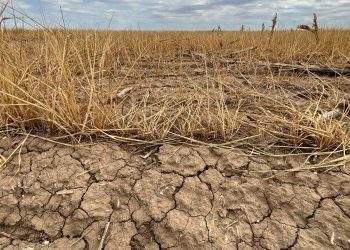 Kansas Wheat Failture