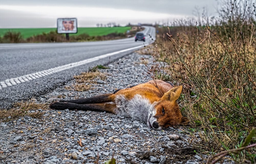 Avian flu now posing elevated danger to other mammals