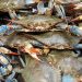Crabs