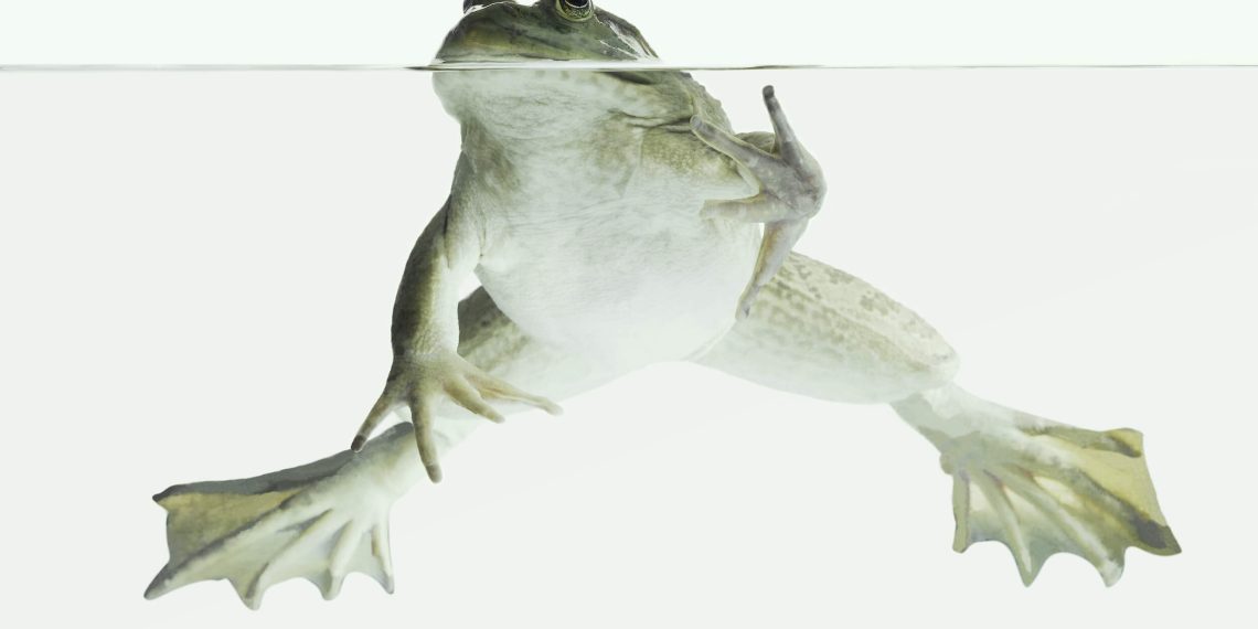 ID Cards for Illegal Aliens Is an Idea as Bad as It Sounds