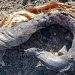Mystery Creature Egypt