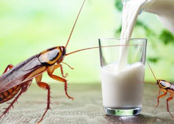 Cockroach Milk