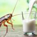 Cockroach Milk