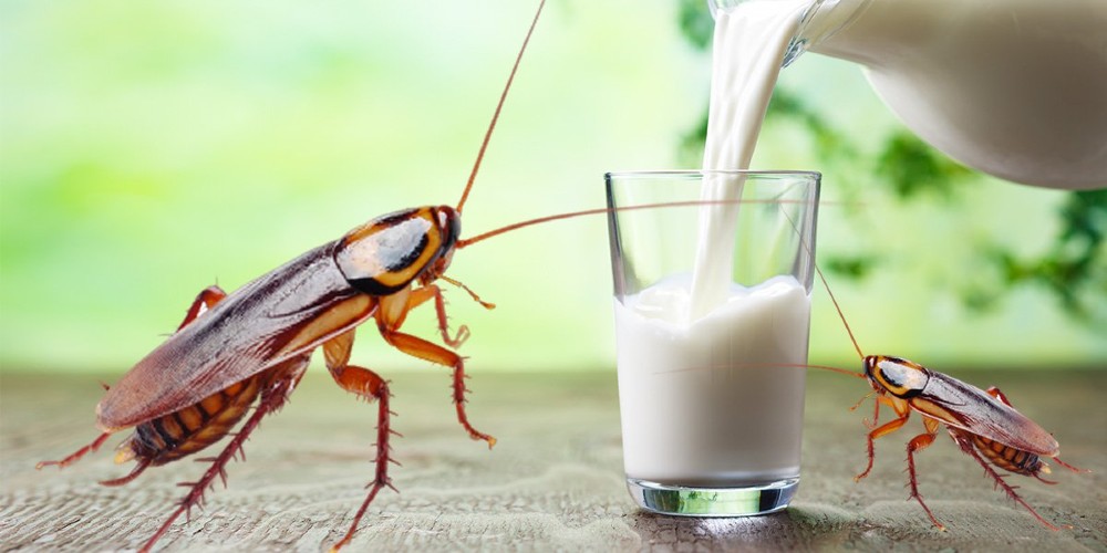 Cockroach Milk