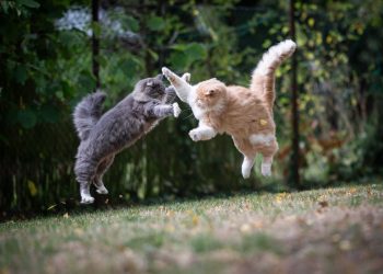 Moderna and Pfizer: Cat Fight!