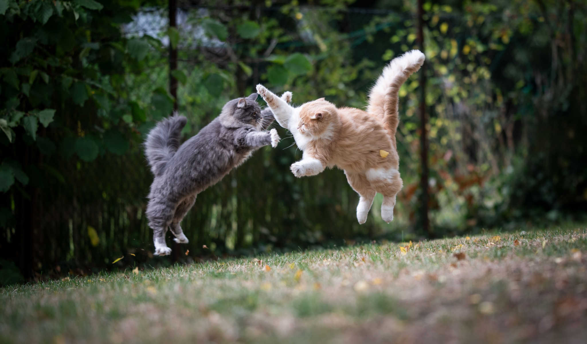 Moderna and Pfizer: Cat Fight!