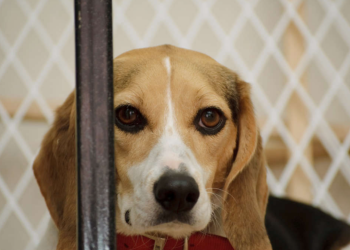 Here’s how we break the puppies out of government labs