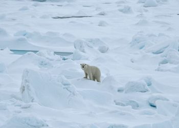 The polar bears are thriving (despite what David Attenborough says!)