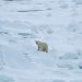 The polar bears are thriving (despite what David Attenborough says!)