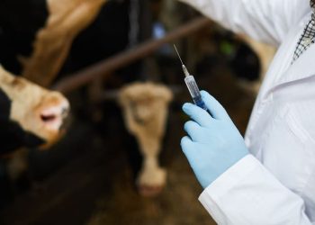 Cow Vaccines