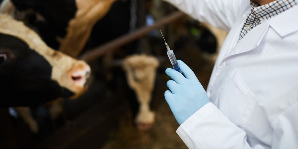 Cow Vaccines