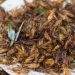 Crickets as Food