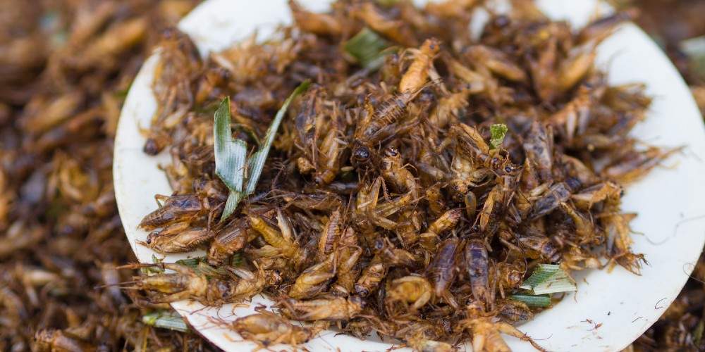 Crickets as Food