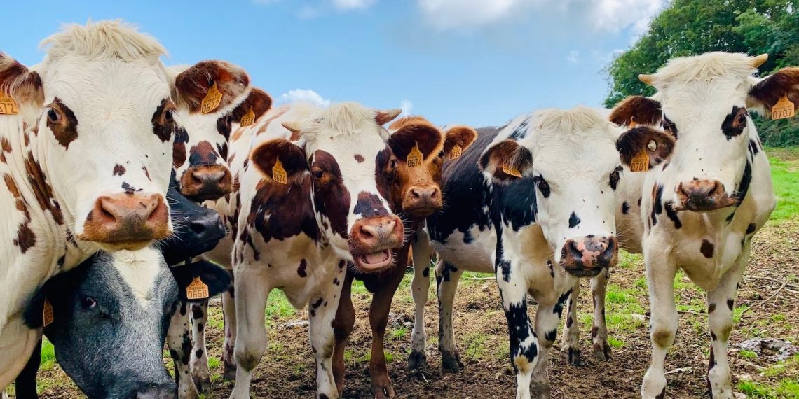 They’re Coming for Your Food: New South Wales Government Expedites mRNA Vaccine for Foot-and-Mouth and Lumpy Skin Disease in Livestock