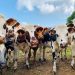 They’re Coming for Your Food: New South Wales Government Expedites mRNA Vaccine for Foot-and-Mouth and Lumpy Skin Disease in Livestock