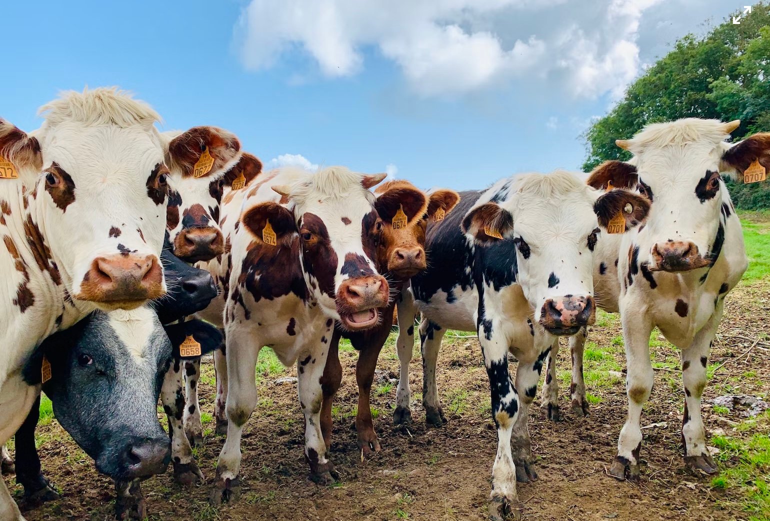 They’re Coming for Your Food: New South Wales Government Expedites mRNA Vaccine for Foot-and-Mouth and Lumpy Skin Disease in Livestock