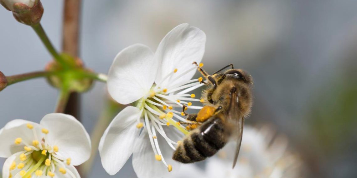 U.S. government approves world’s first “vaccine” for honeybees – as if there aren’t already enough chemicals destroying our precious pollinators
