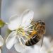U.S. government approves world’s first “vaccine” for honeybees – as if there aren’t already enough chemicals destroying our precious pollinators
