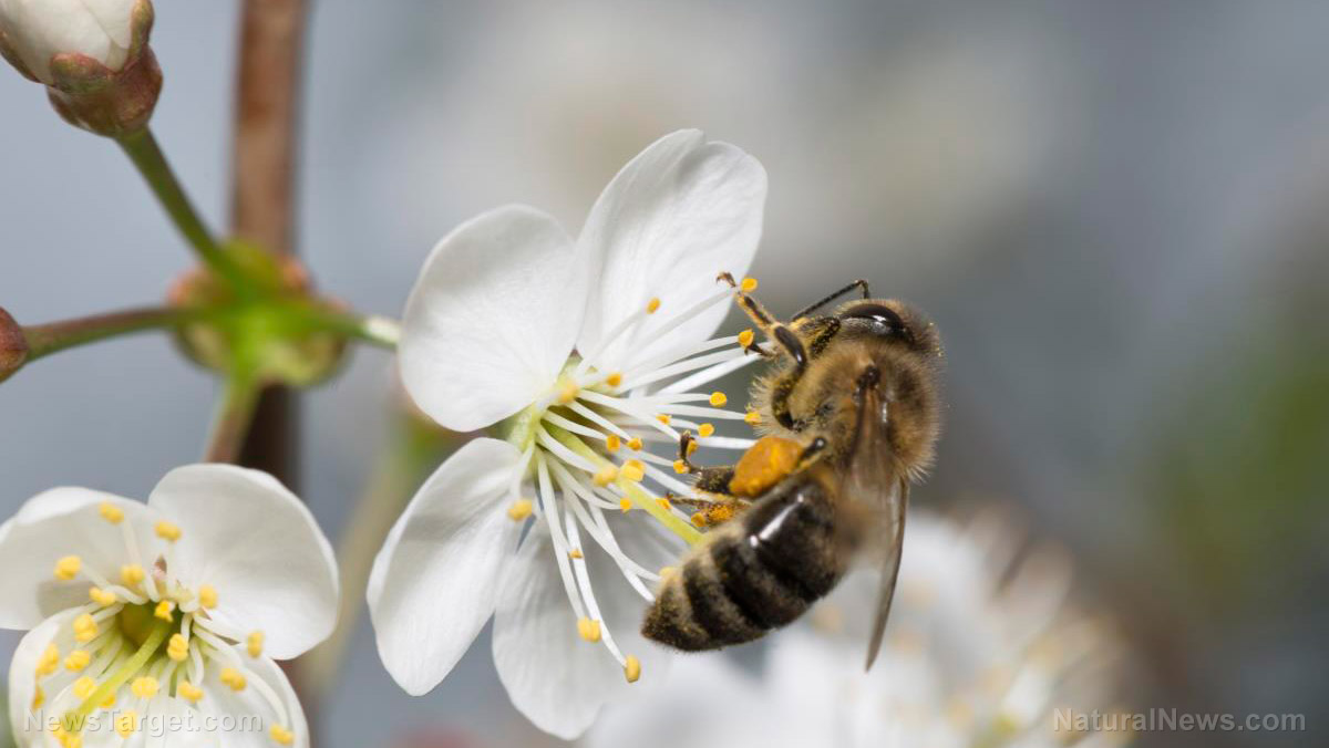 U.S. government approves world’s first “vaccine” for honeybees – as if there aren’t already enough chemicals destroying our precious pollinators