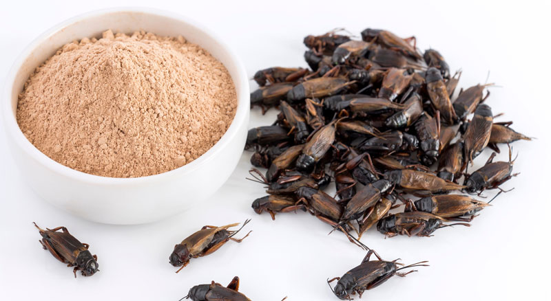 EU Approves Powdered Crickets for Use in Flour-Based Foods for Consumption by ‘General Population’