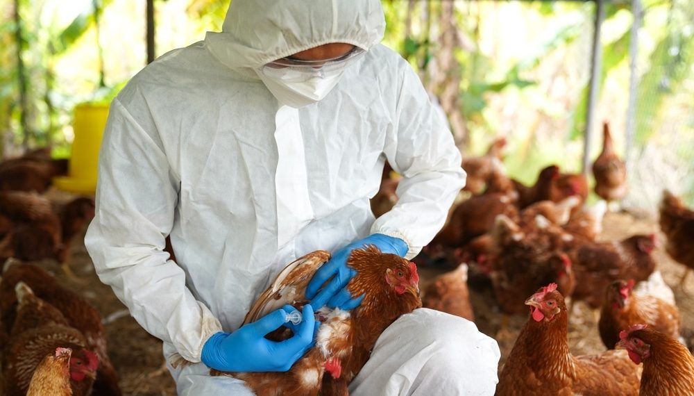 An ‘unprecedented pandemic of avian flu’ is wreaking havoc across the U.S. poultry industry and humans could be at risk