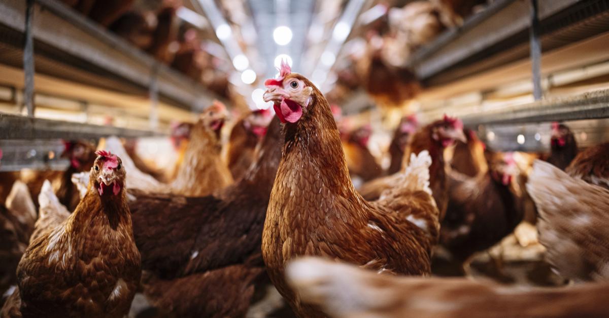 World's poultry supply threatened as bird flu spreads, report