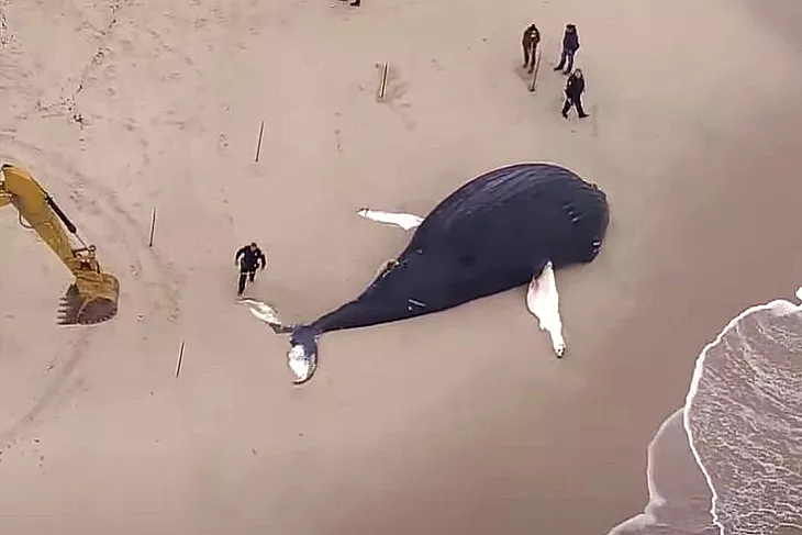 Battle of the Activists: Dead Whales on the East Coast Likely Due to Wind Turbine Farms