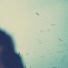 Bird Flu (1)
