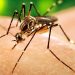 Dengue and Chikungunya Outbreaks