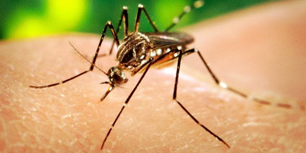 Dengue and Chikungunya Outbreaks