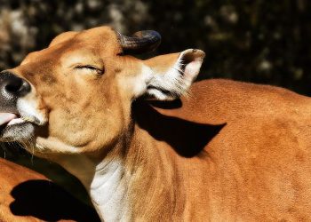 Beef