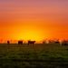 Whole Cows