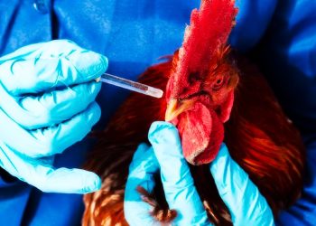 Chicken Vaccine