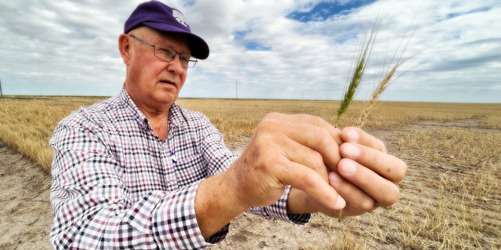 Kansas Wheat