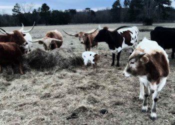 Texas Cattle