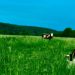 Cow Farts
