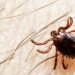 Crimean-Congo Hemorrhagic Fever