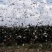 Grasshopper Swarm