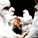 Bird Flu