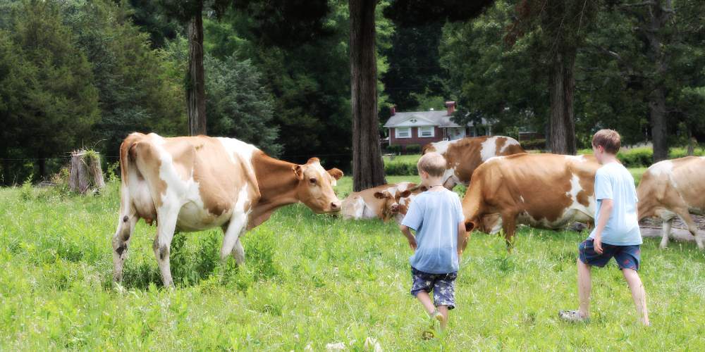 Golden Valley Farms