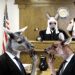 Kangaroo Court (1)
