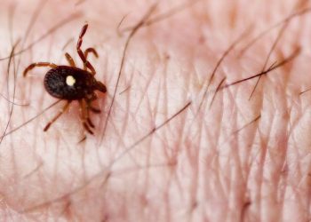 Tick