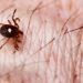 Tick