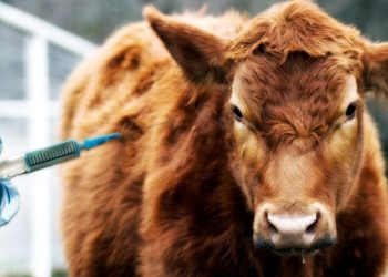 mRNA Cattle