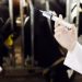 Cow Vaccine