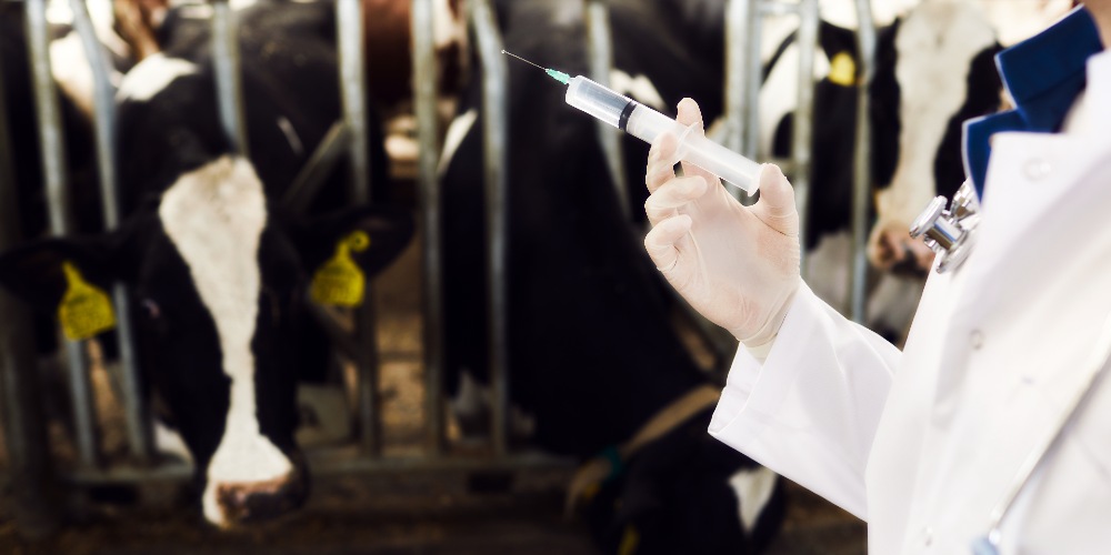 Cow Vaccine