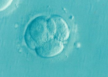 Fake Embryo