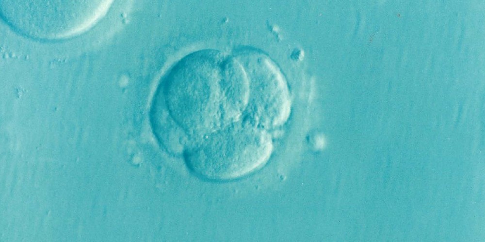 Fake Embryo