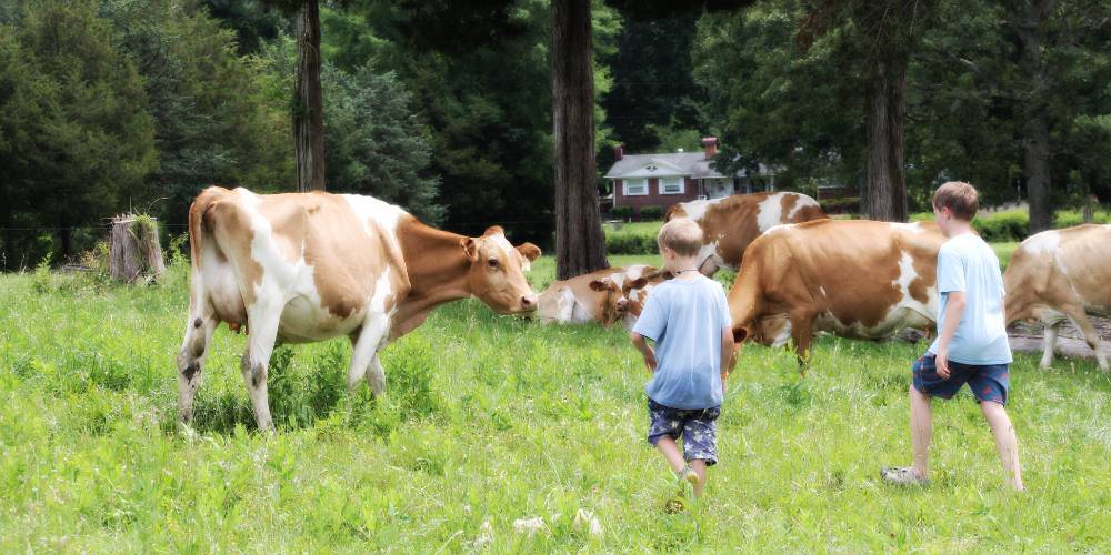 Golden Valley Farms