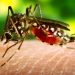 Mosquito
